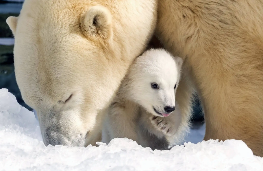 北极熊要灭绝了？真的吗，还是危言耸听？